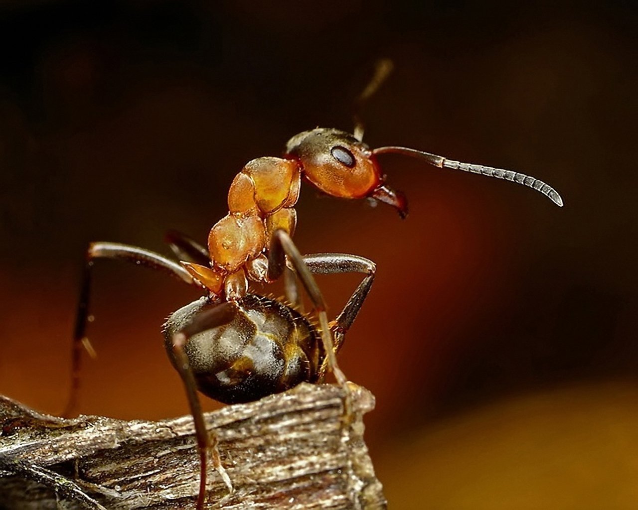 Муравей фото. Муравьежук. Волосистый Лесной муравей. Жук муравей. Муравей СУПЕРМАКРО.