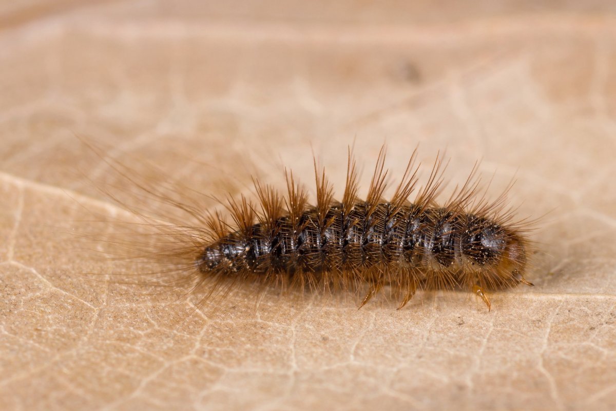 Кожеед Смирнова личинка