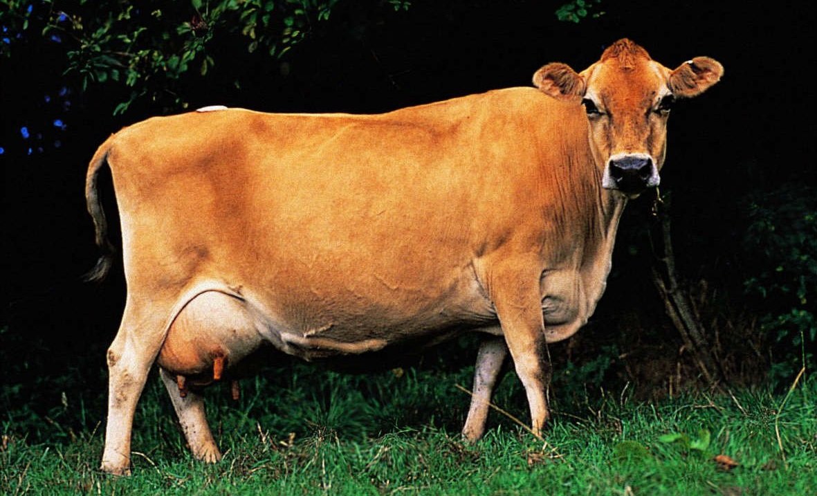 Джерсейская корова экстерьер