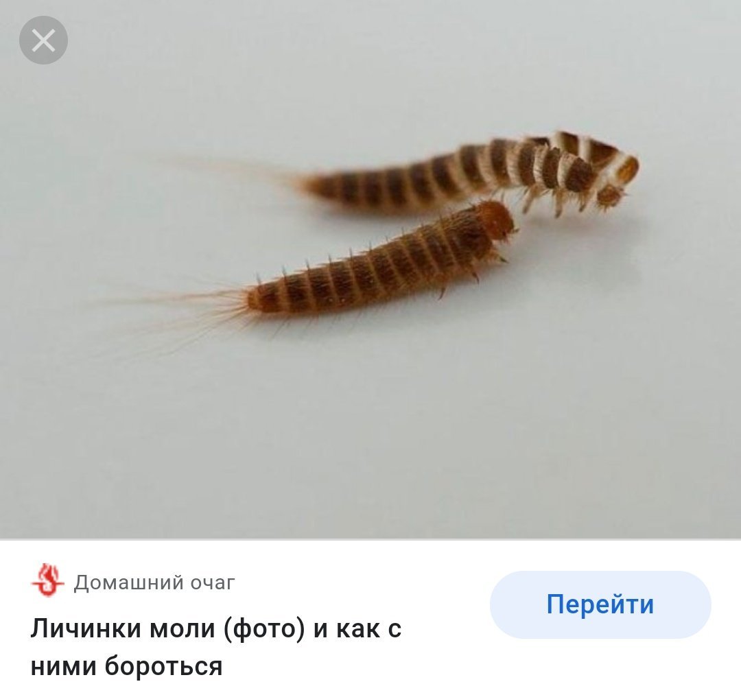 Жучки червячки