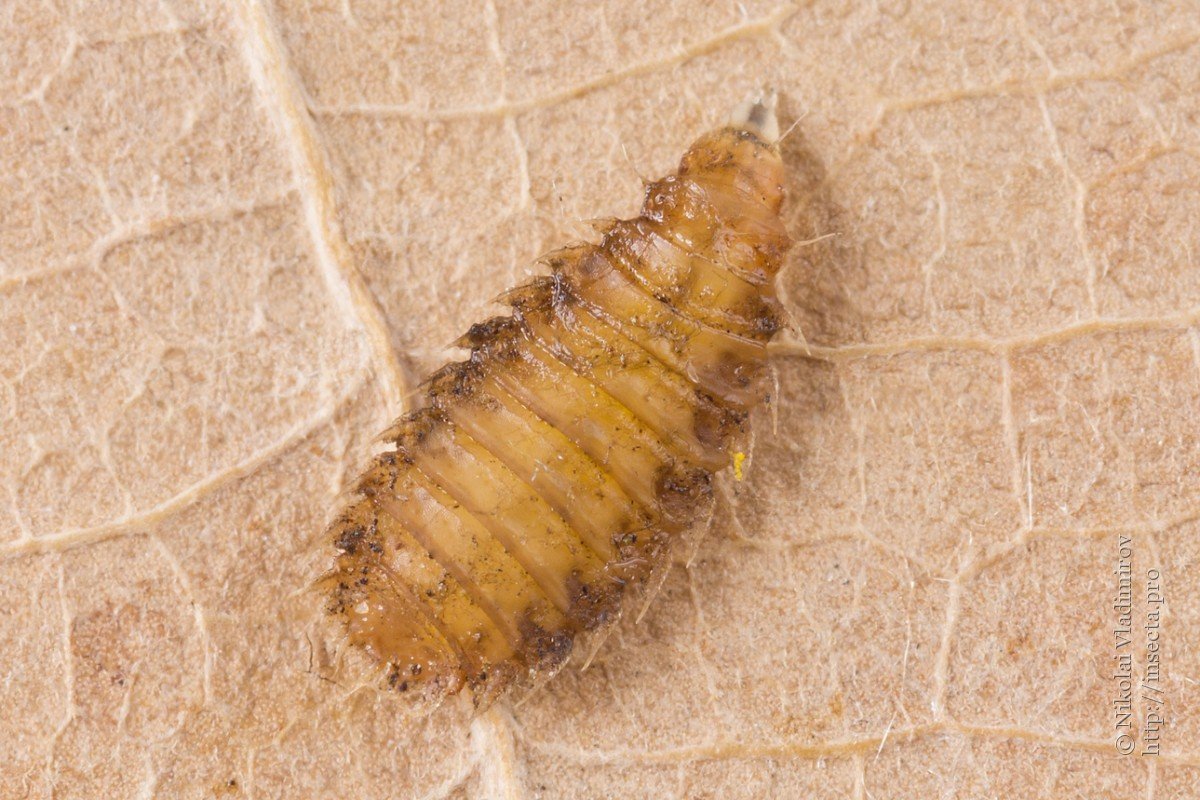 Diptera личинки