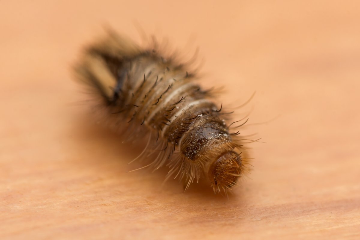 Червячки моли