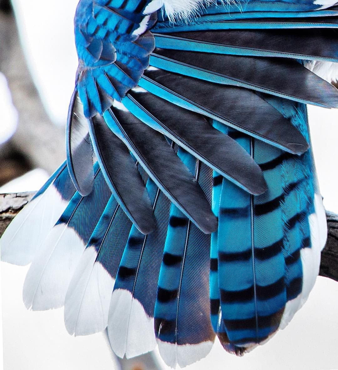 Красивые Крылья птиц