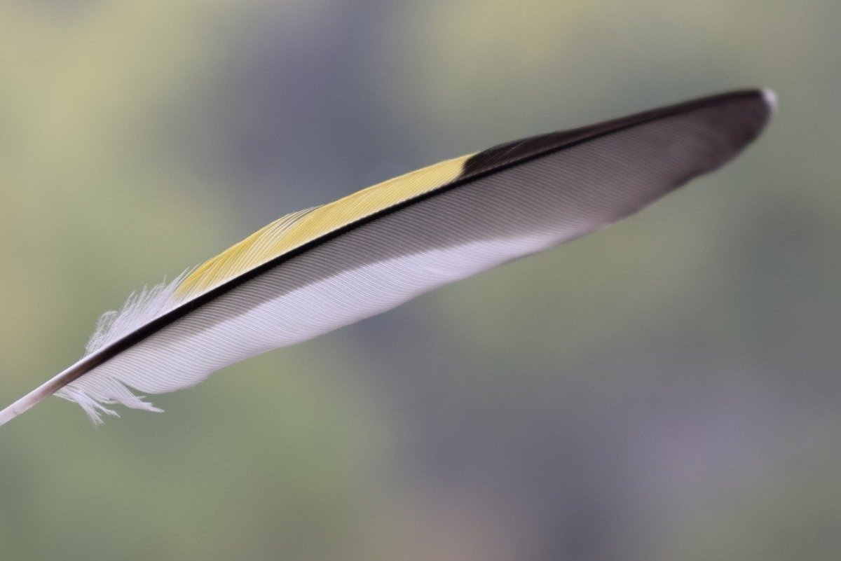 Красивые перья птиц