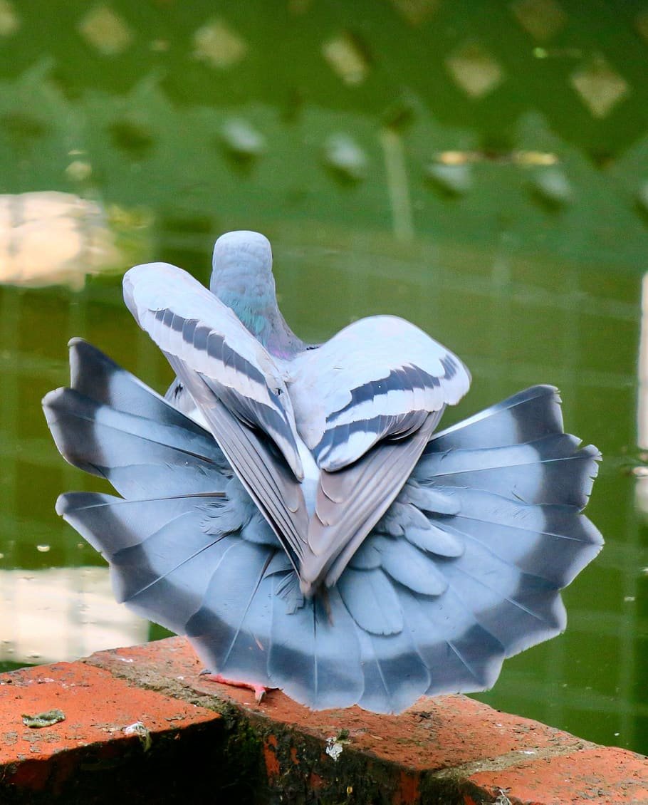 Оперение голубя