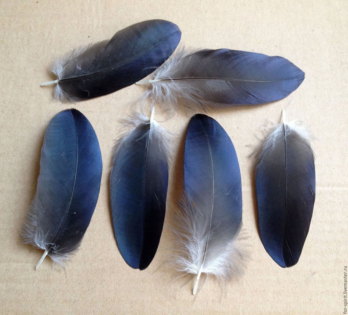 Перо голубя