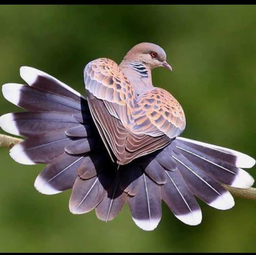 Большие Лесные птицы хвост веером