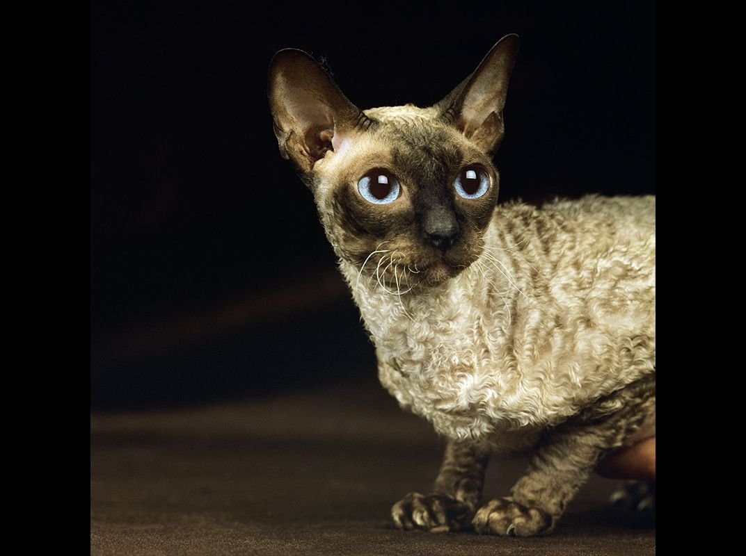 Сфинкс Корниш