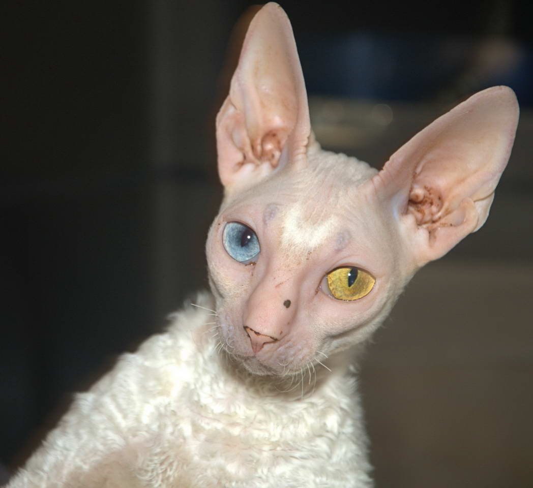 Корниш рекс пушистый