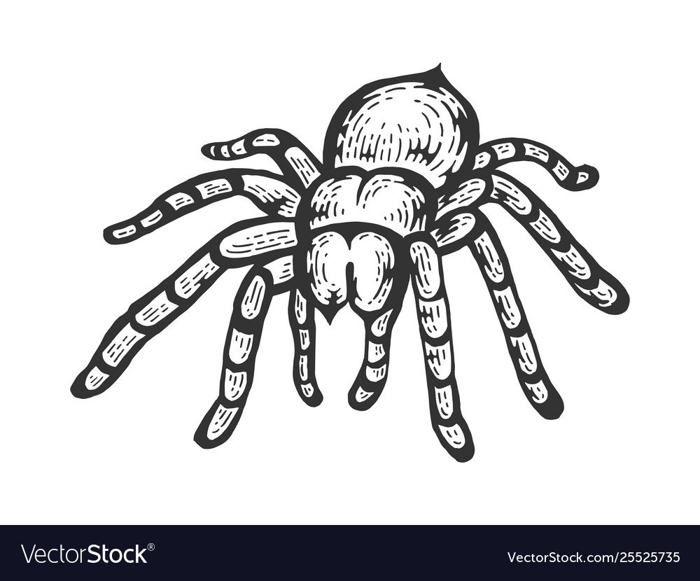 Тарантул эскиз