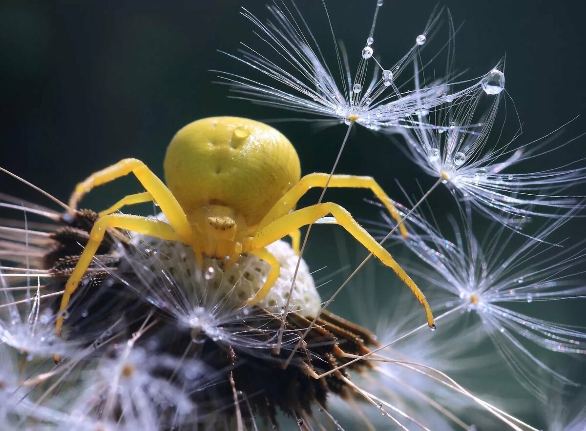 Арахнид желтый паук