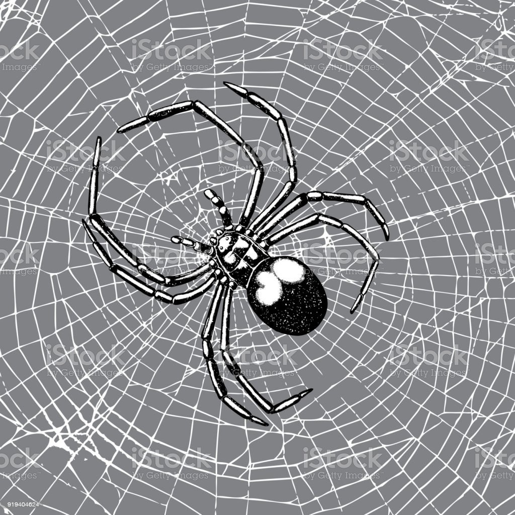 Паутинка графический дизайн
