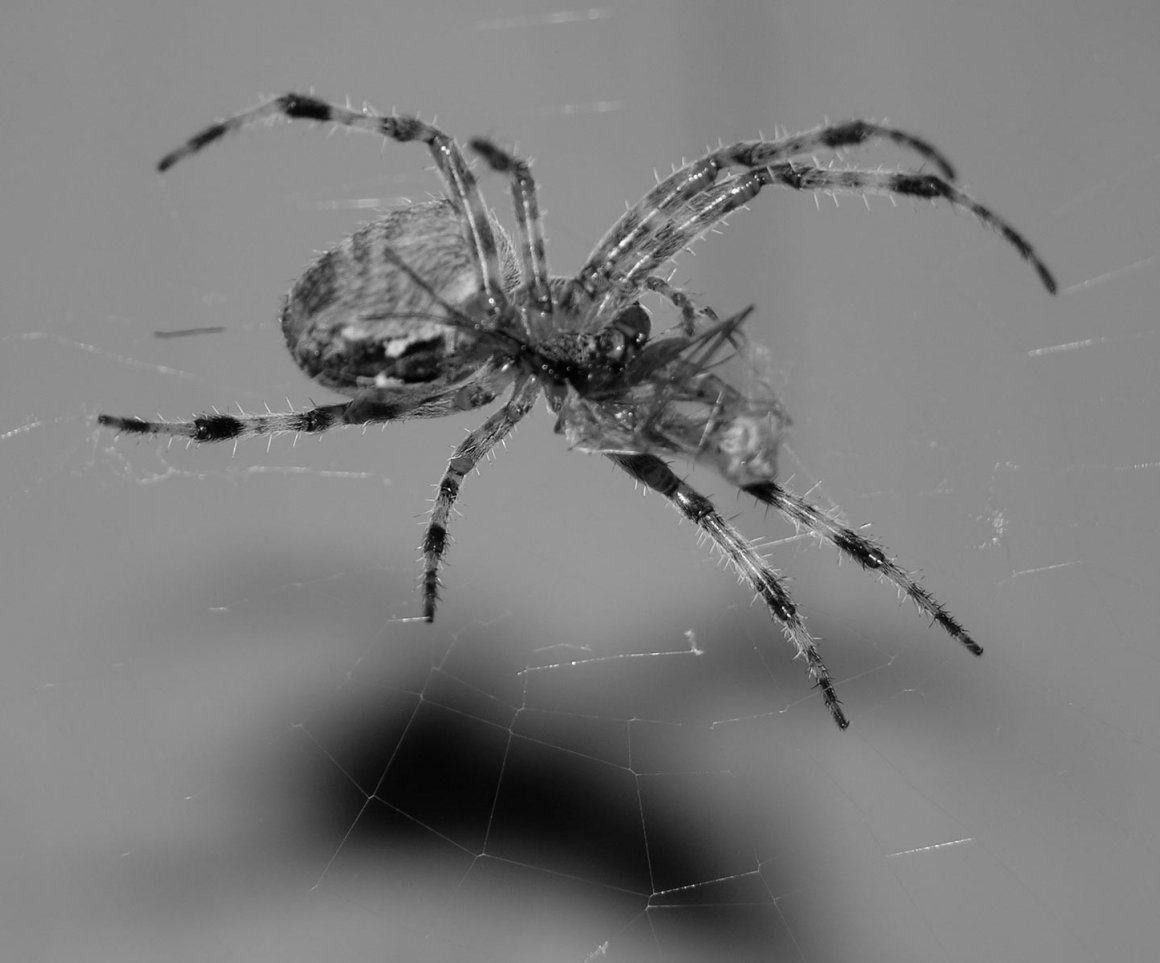 Черно серый паук