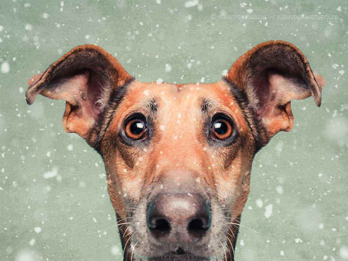Elke Vogelsang собаки
