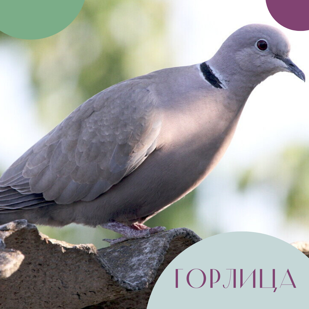 Кольчатая Горлица Streptopelia decaocto