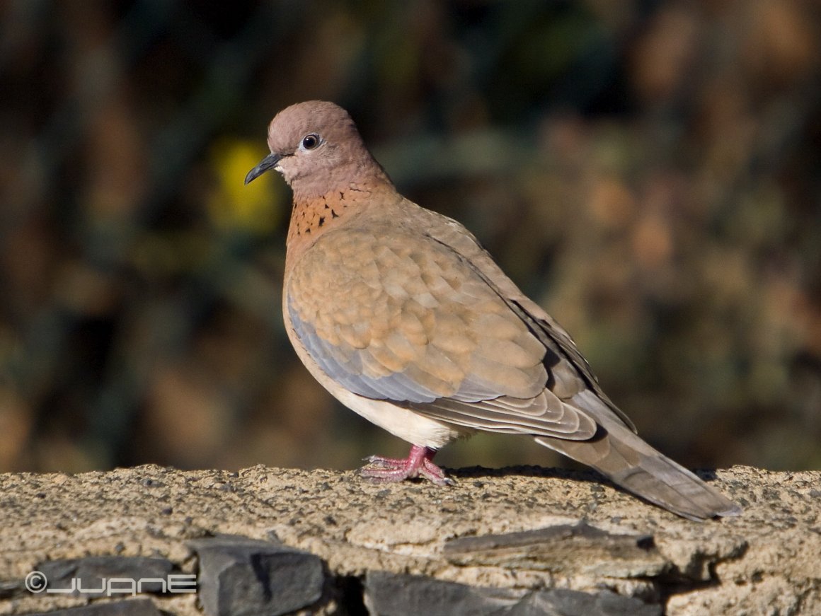 Сенегальская Горлица