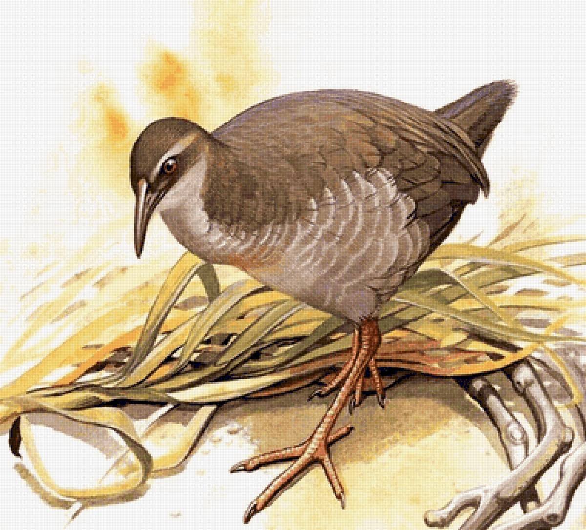 Тристанский Пастушок птица