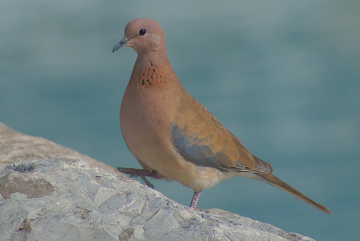 Египетская Горлица