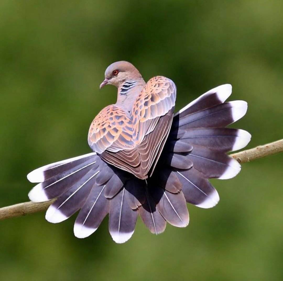 Лузонская Горлица