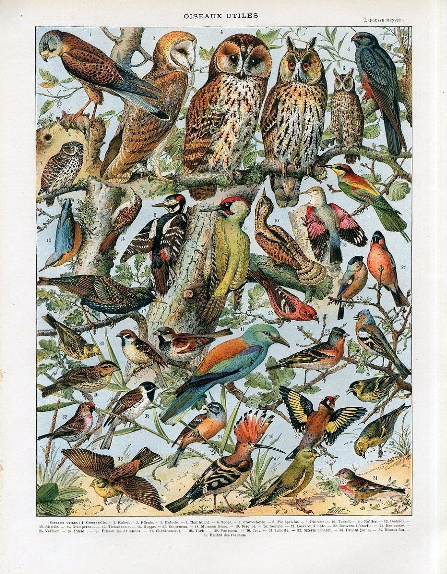 Adolphe Millot иллюстрации