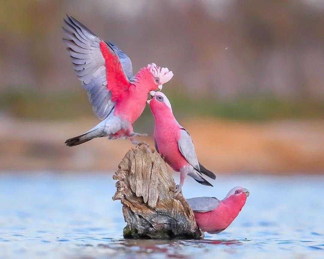 Розовая птица