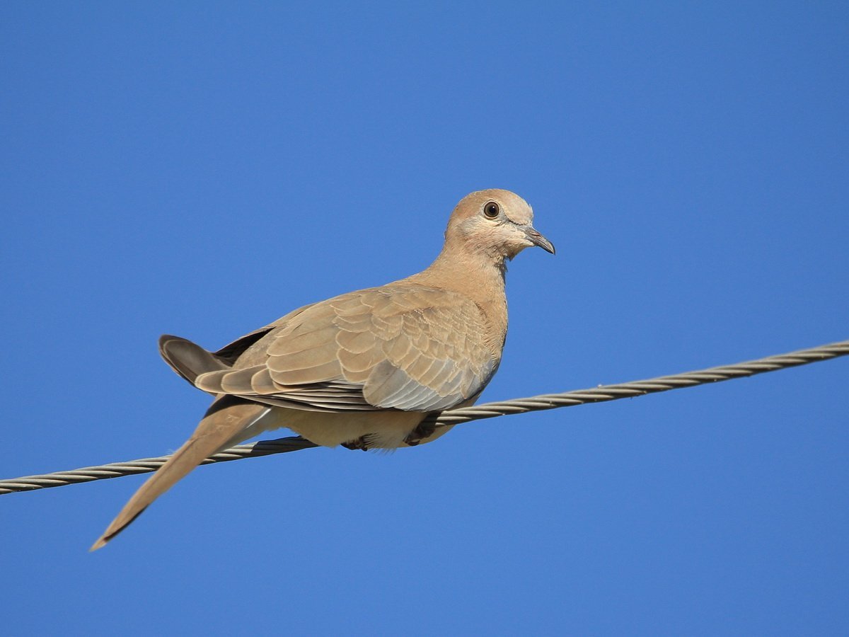 Сенегальская Горлица