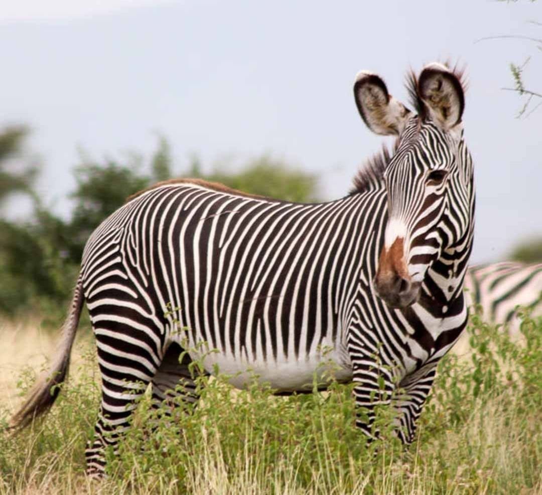 Самбуру Зебра