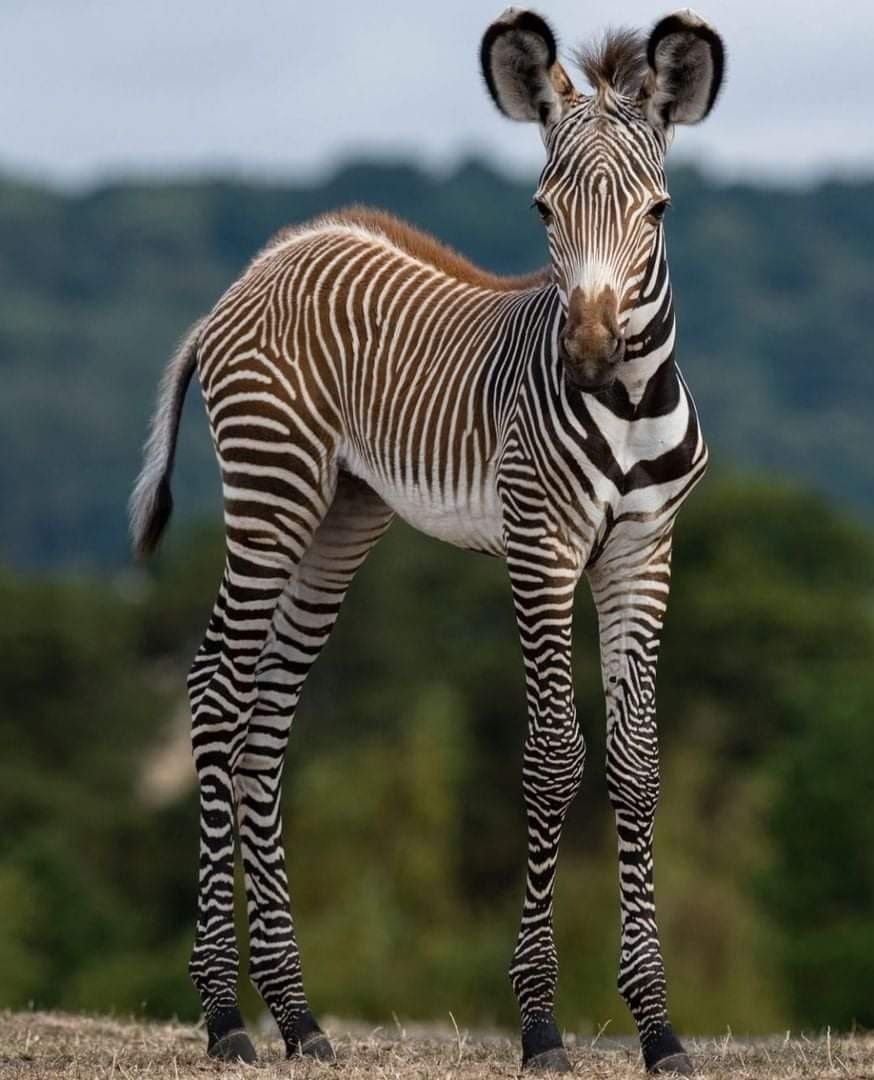 Pregnancy Zebra