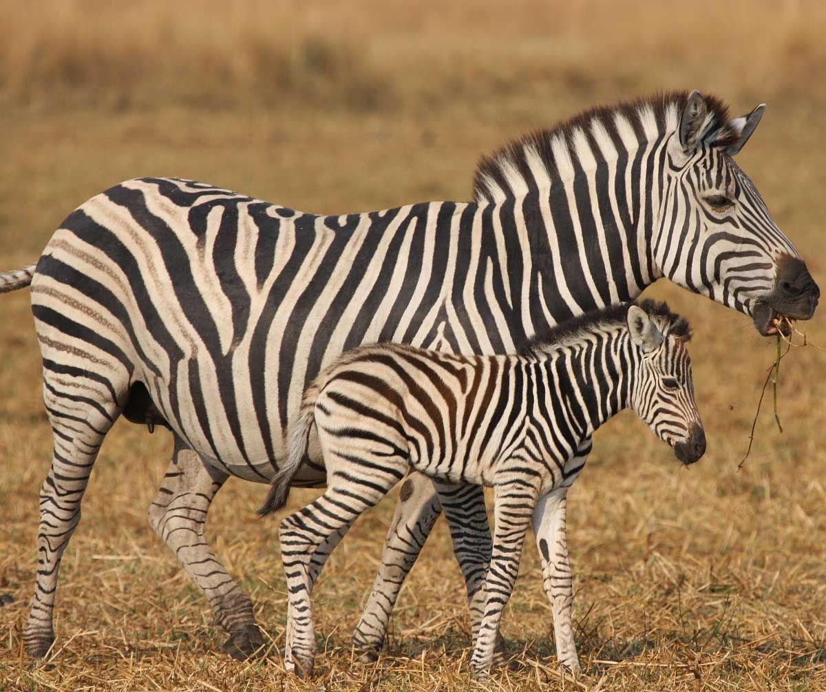 Зебра Грэви