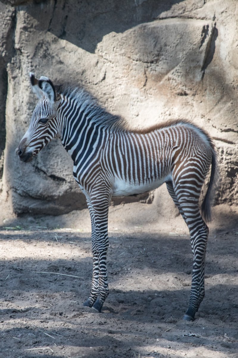 Пустынная Зебра Греви