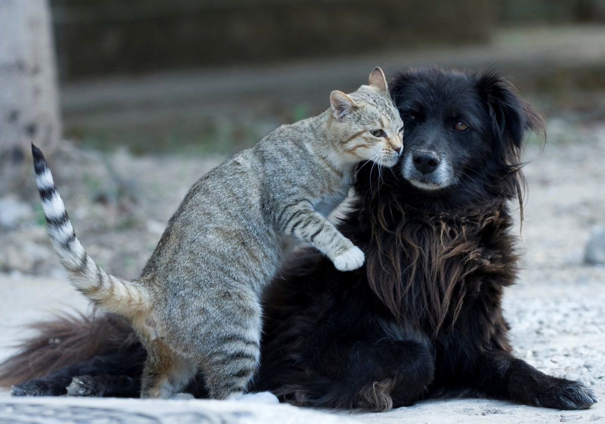 Рыжий котенок на улице