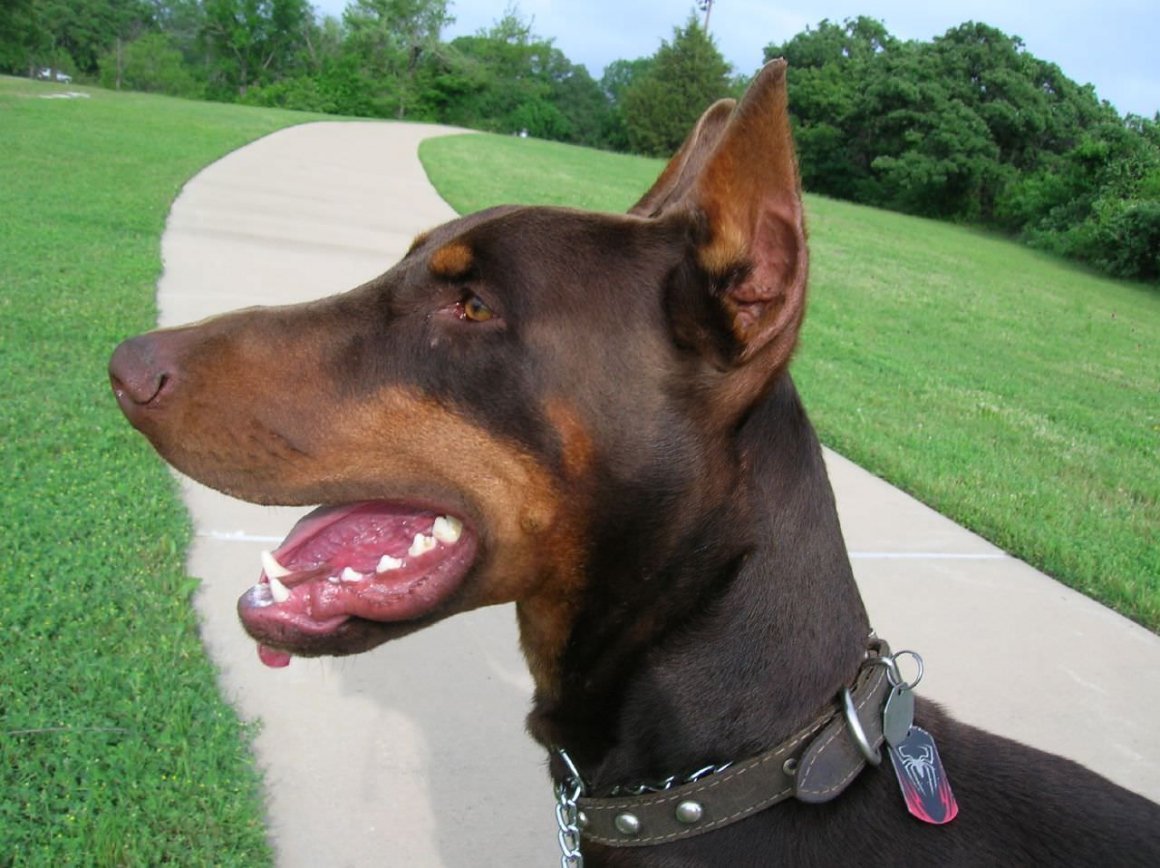 Доберман некупированный