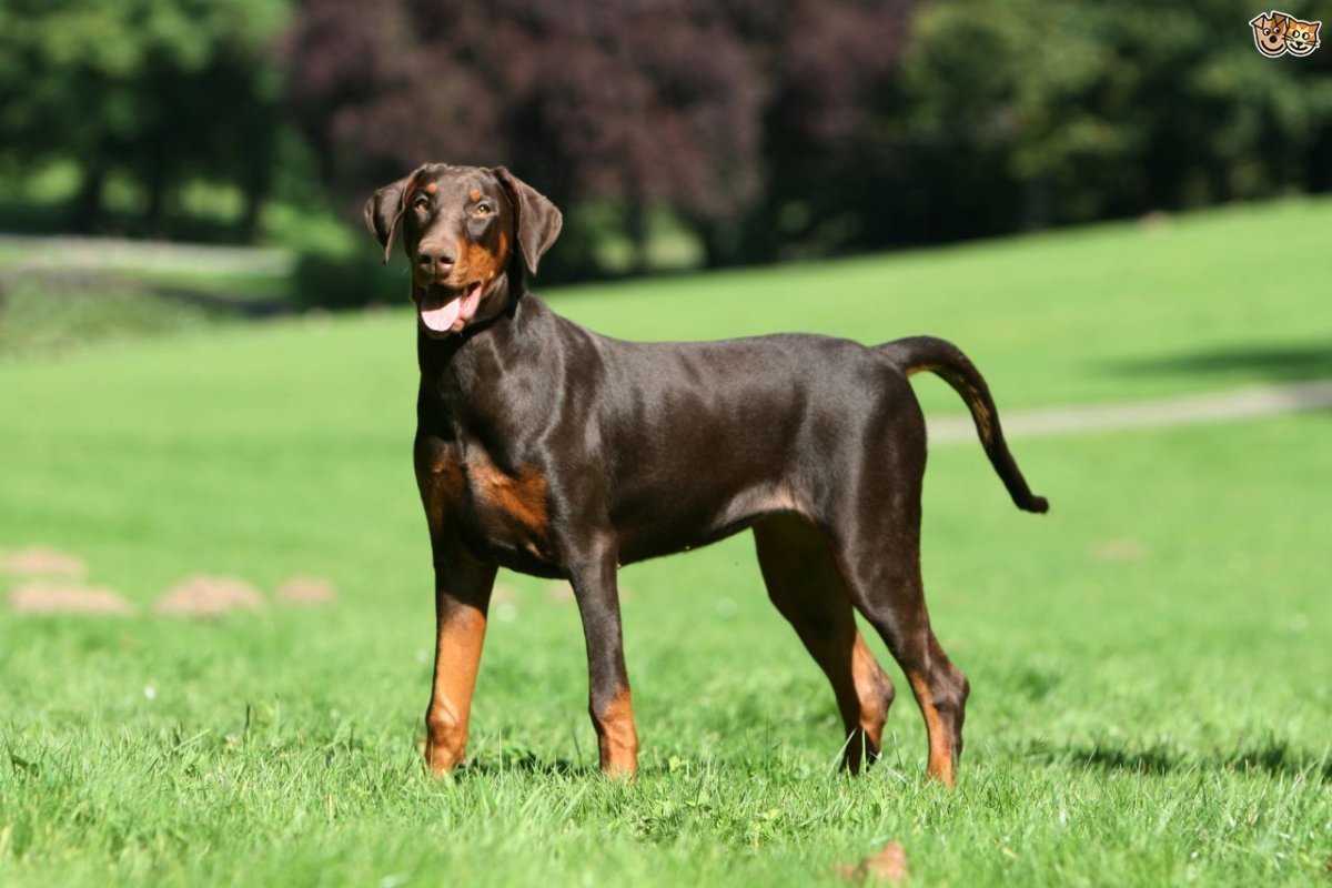 Лабрадор и Доберман