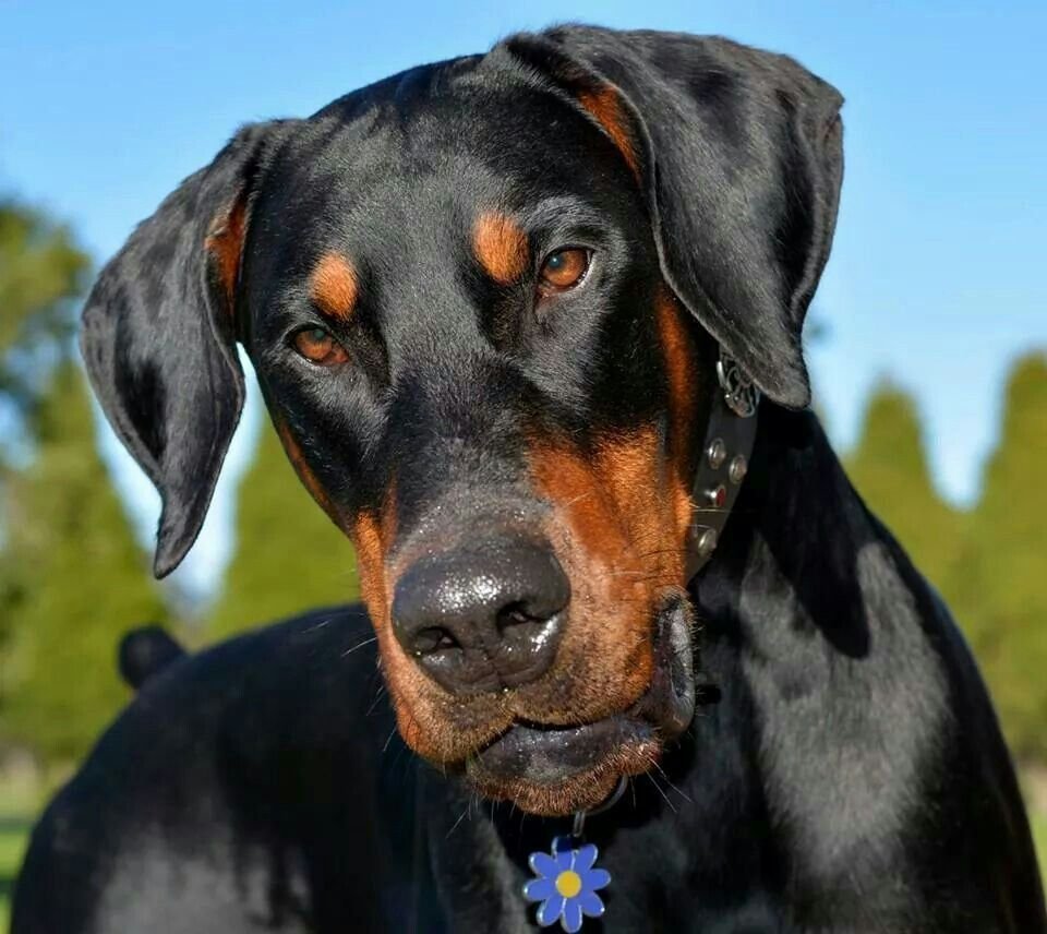 Доберман некупированный