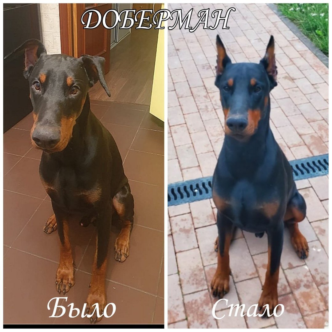 Доберман с некупированными ушами