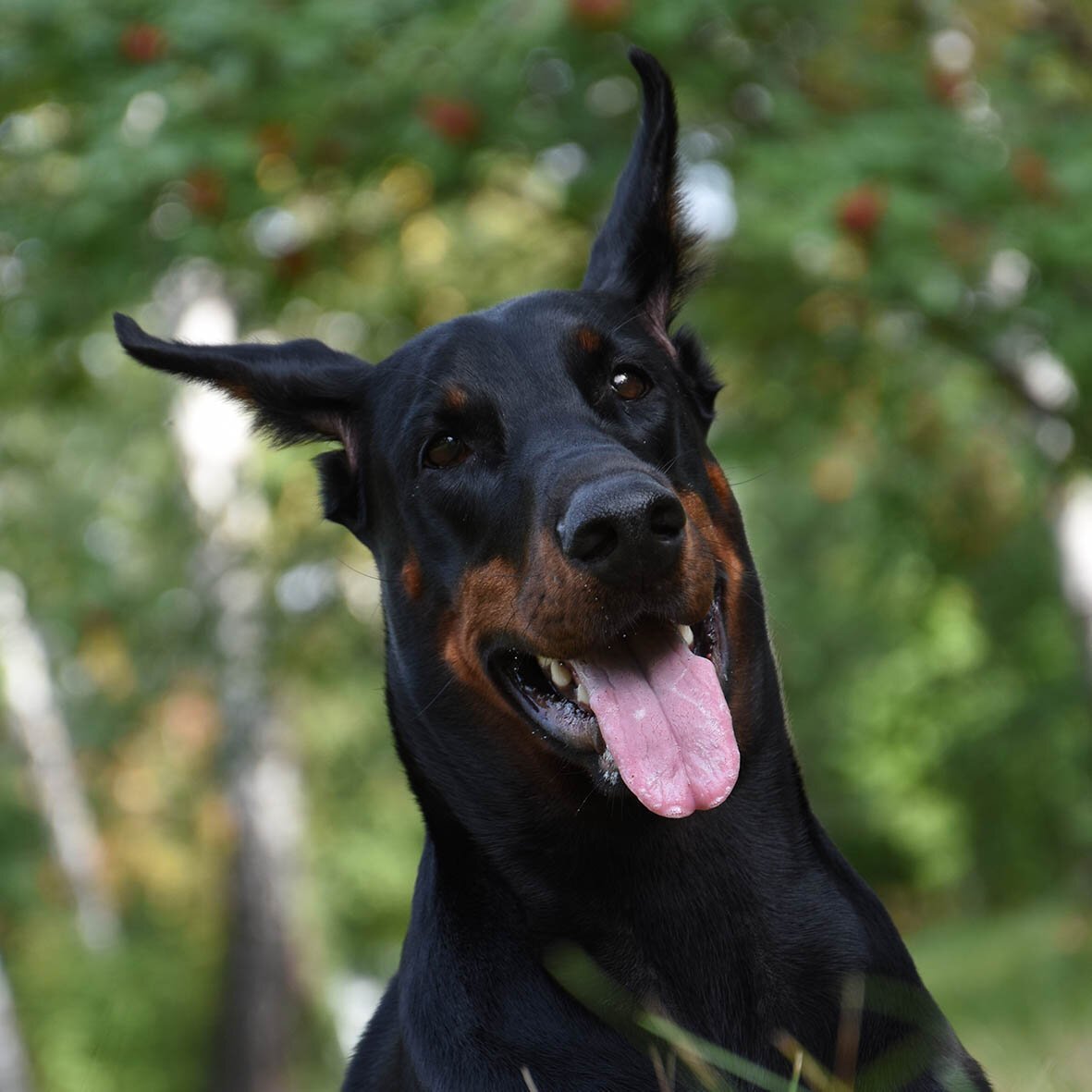 Мини Доберман-пинчер