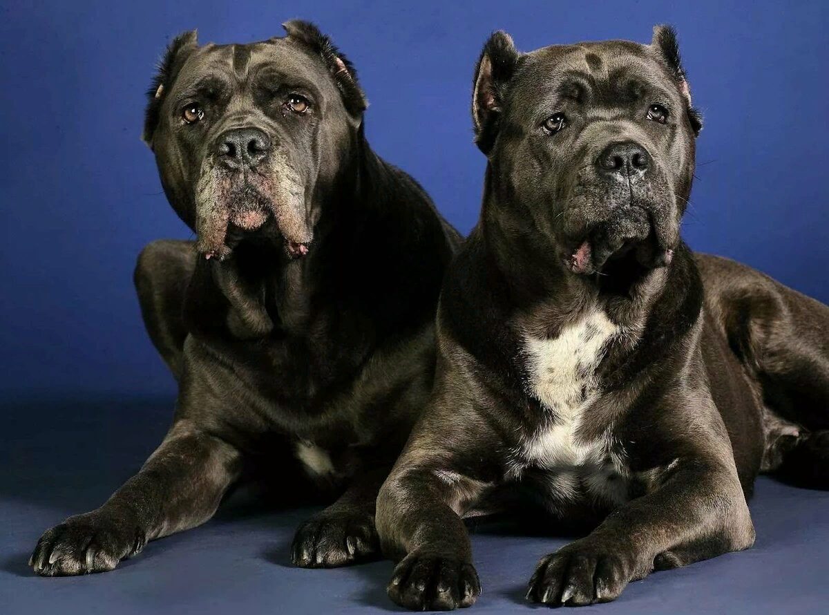 Кане Корсо (Cane Corso)