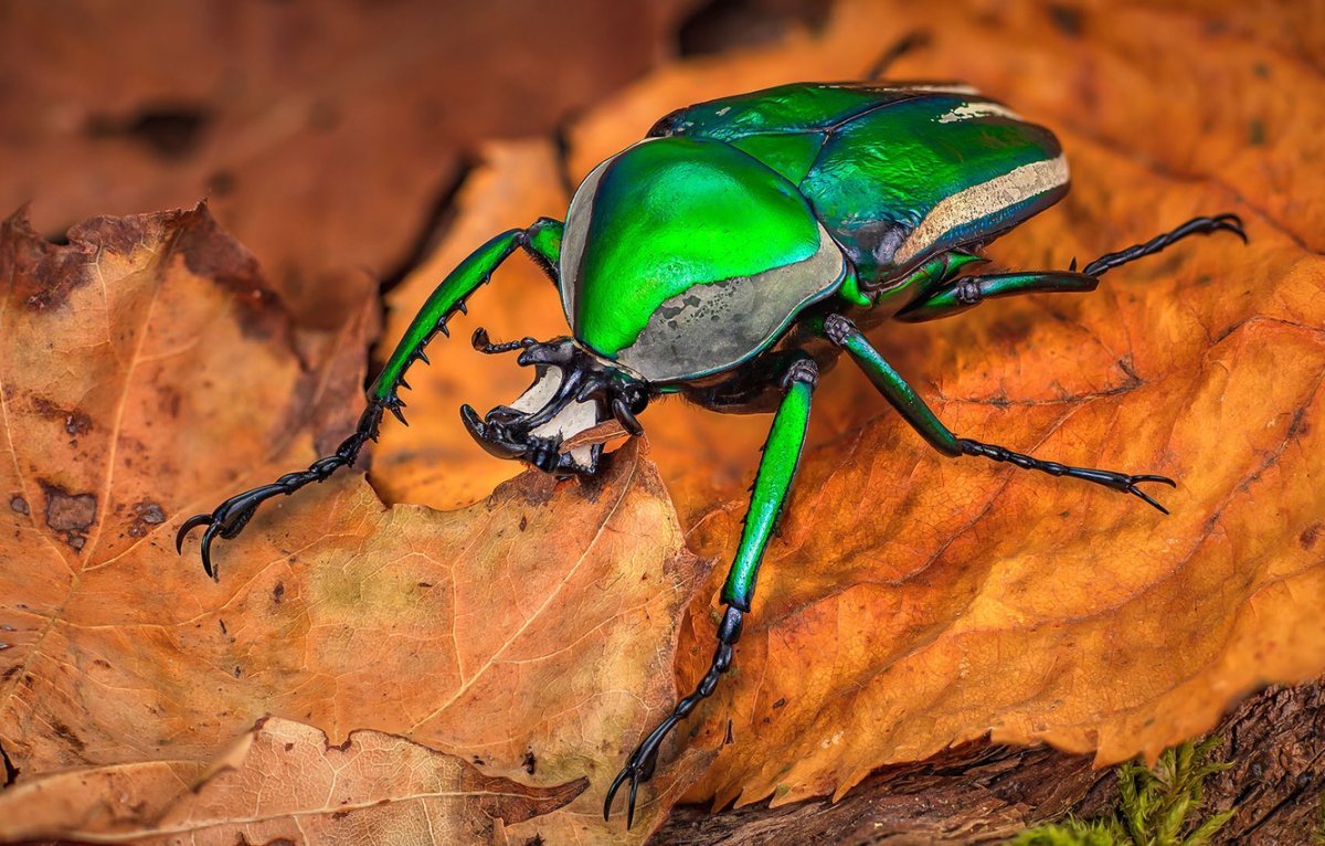 Июньский Жук зеленый