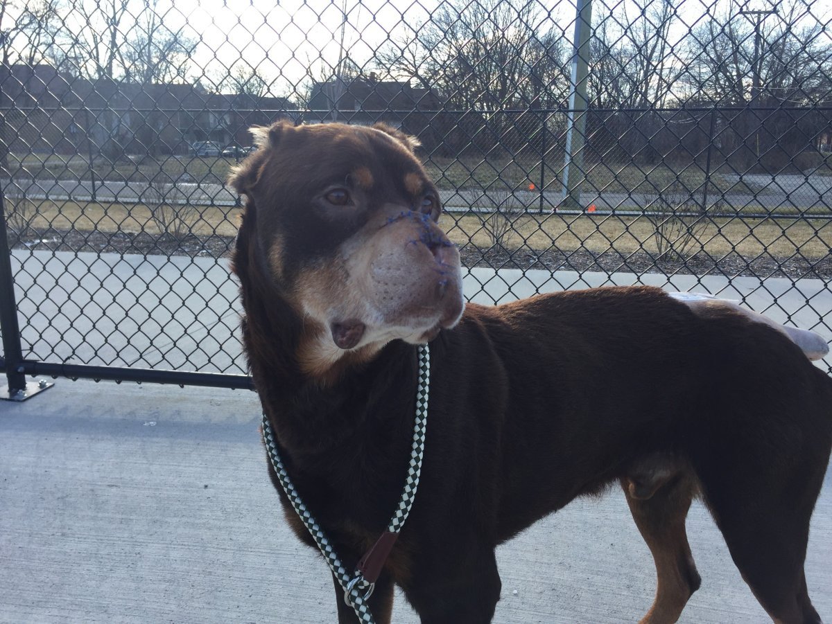 Американский стаффордширский терьер глаза