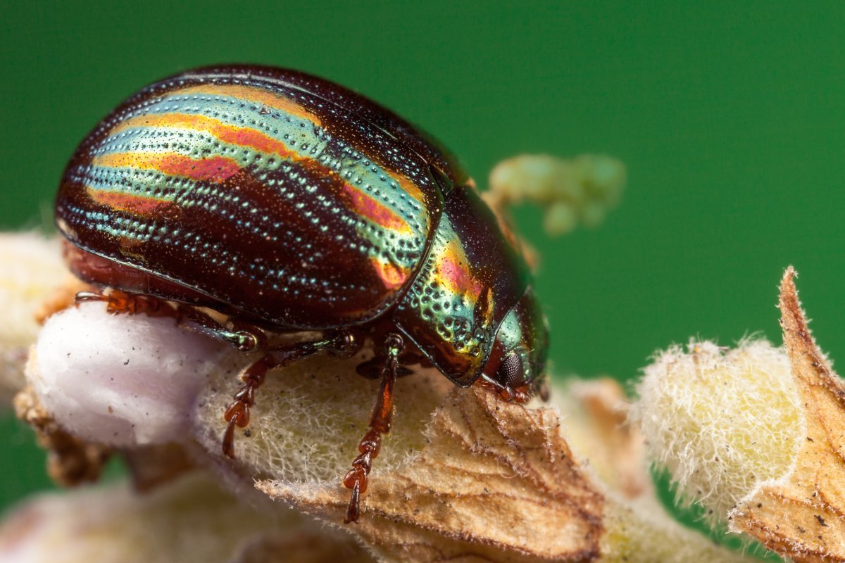 Зеленый Жук бронзовка