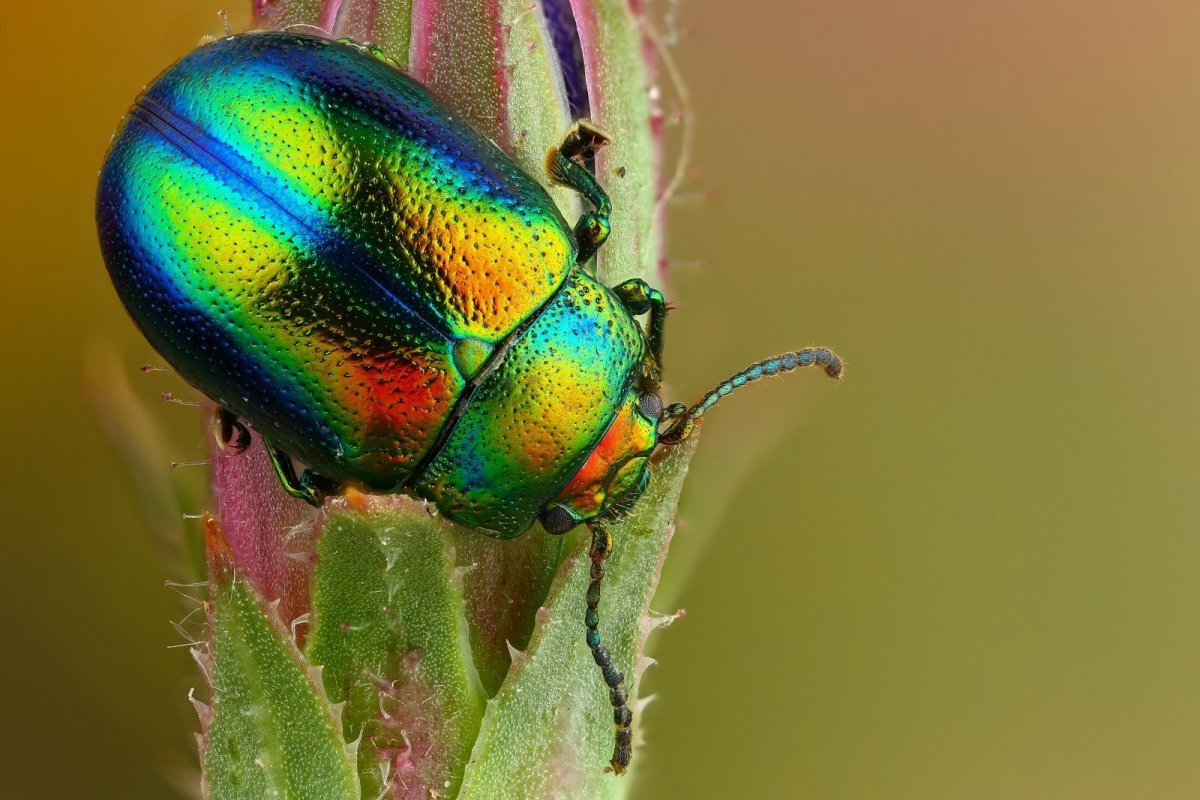 Жук зеленый перламутровый