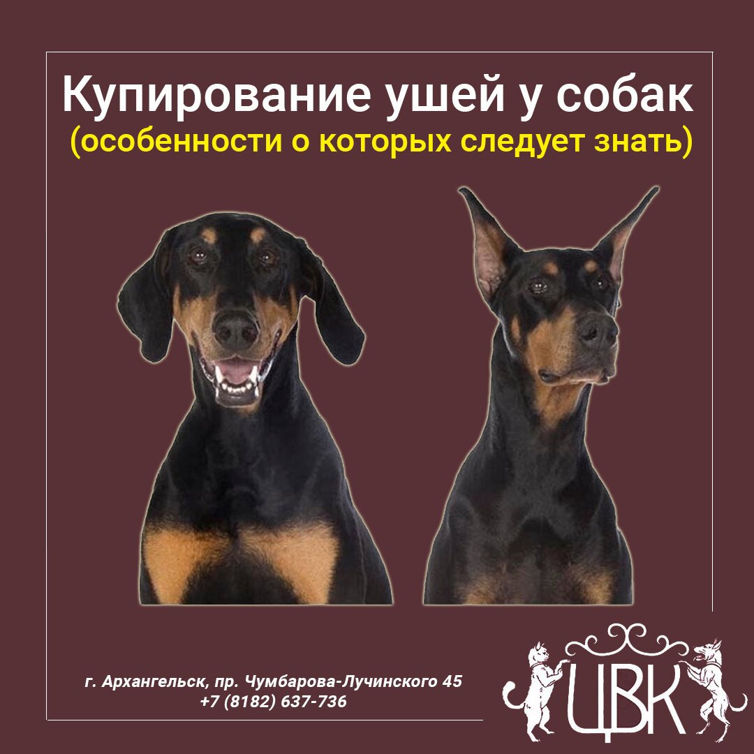 Формы купированных ушей