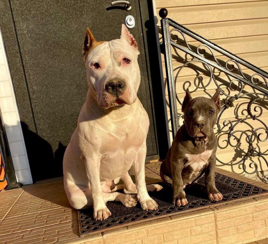 Собаки с купированными ушами