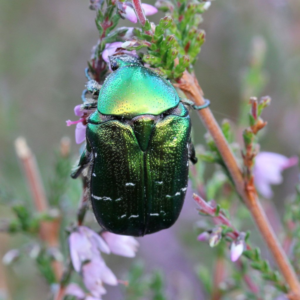 Жук Листоед Радужный полосатый