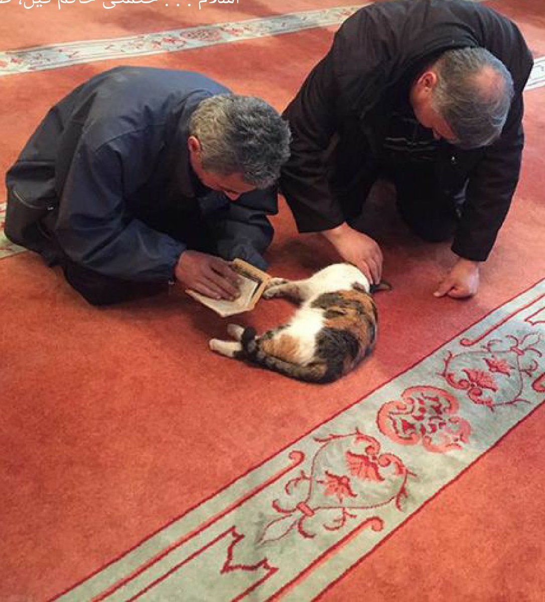 Кошка Муэзза пророка Мухаммеда