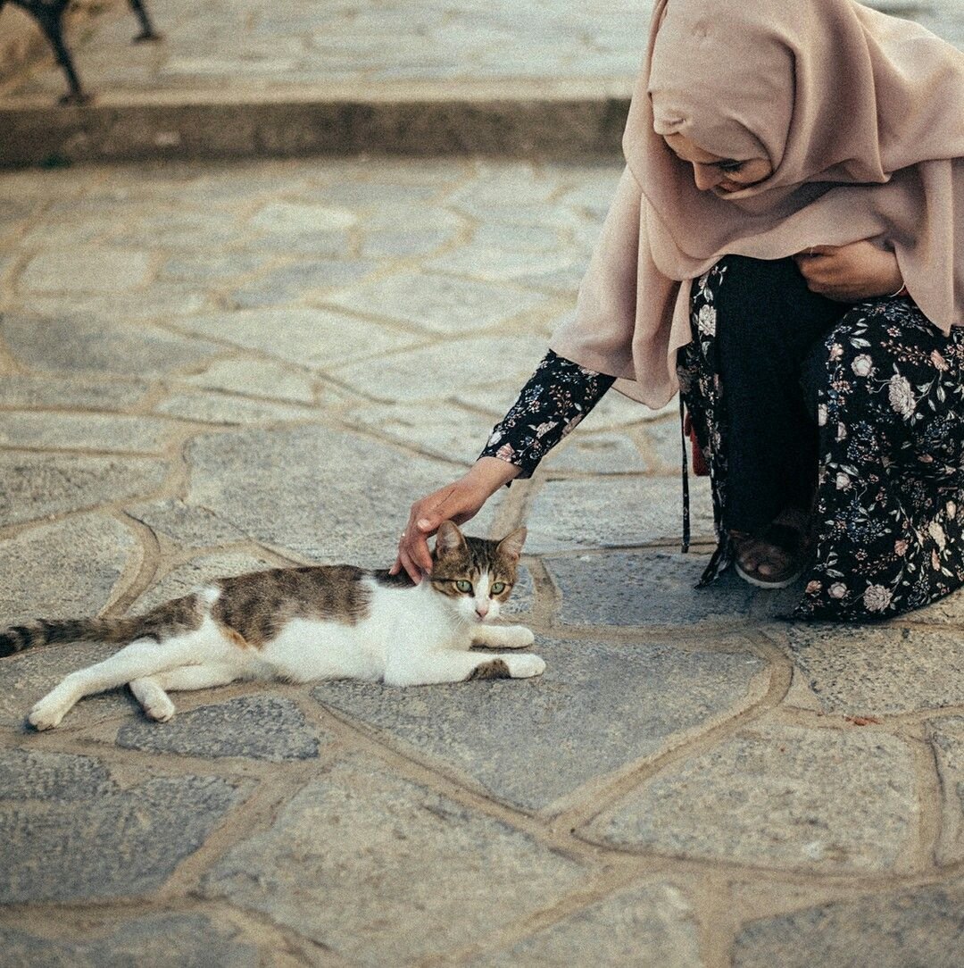 Кошка пророка Мухаммеда Муизза