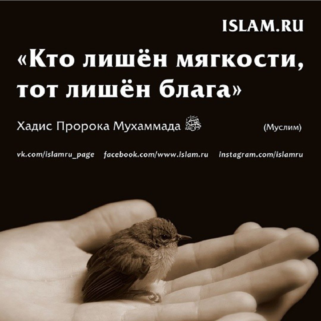 Хадисы про животных