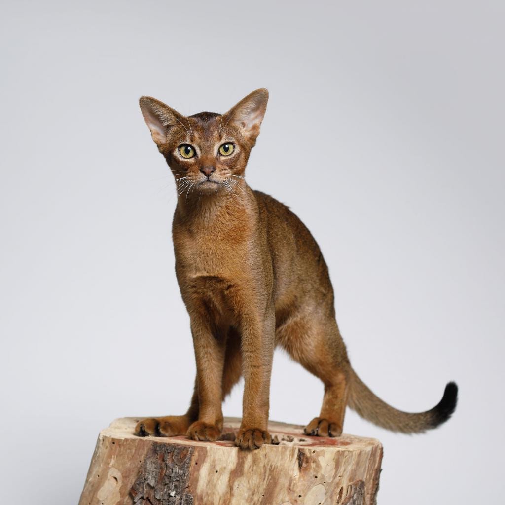 Абиссинская Ориентальная кошка