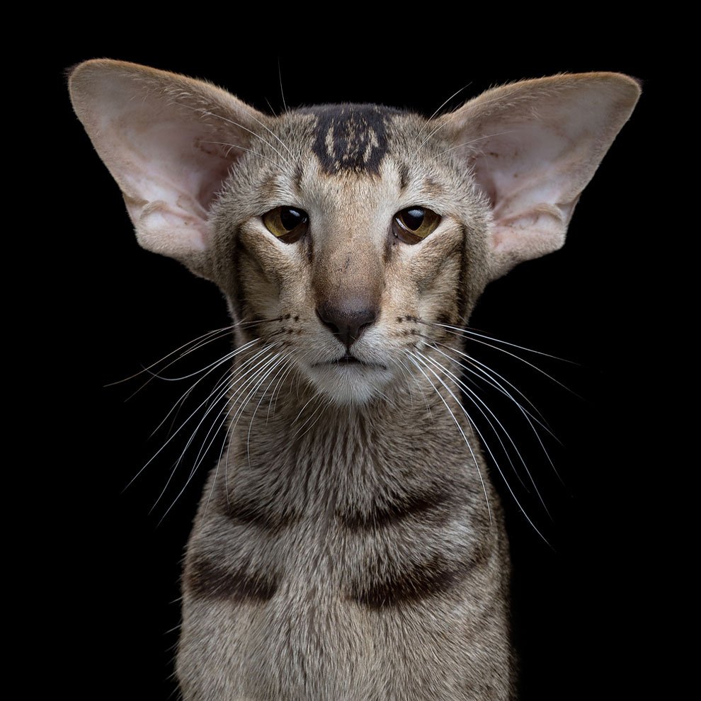 Коты с длинными ушами - 74 фото