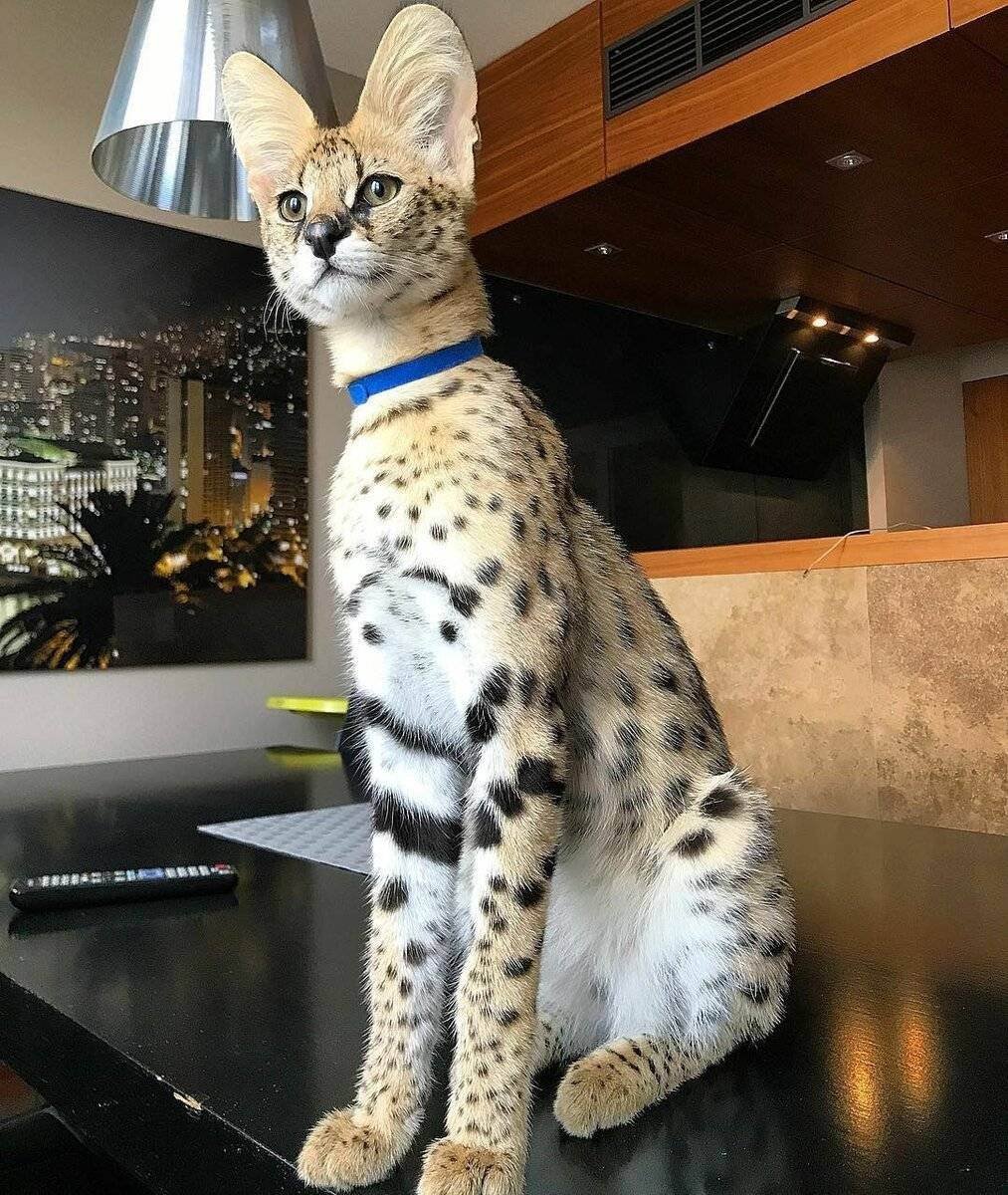 Кошка Саванна и сервал